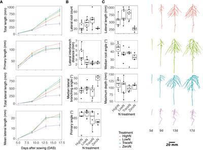 A temporal analysis and response to nitrate availability of 3D root system architecture in diverse pennycress (Thlaspi arvense L.) accessions